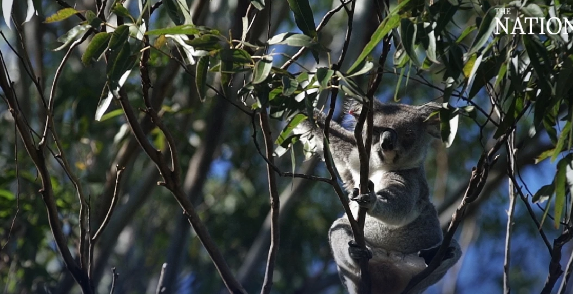 Green corridors provide lifeline for endangered koalas