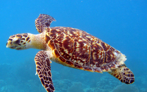 New study suggests sea turtles may not be able to adapt to climate change
